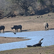 "White Rhinoceros" Kruger National Park, South Africa
